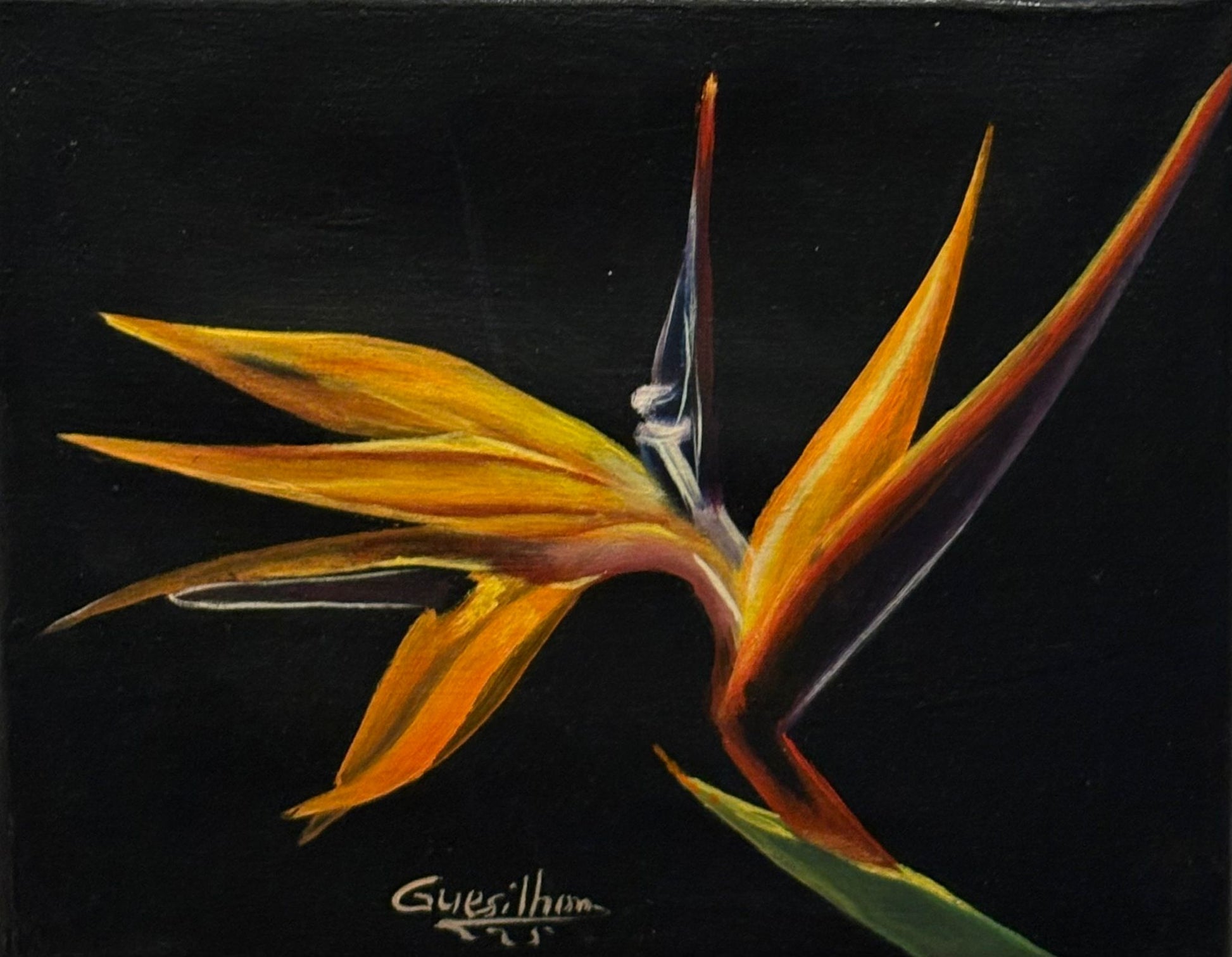 Bird of Paradise